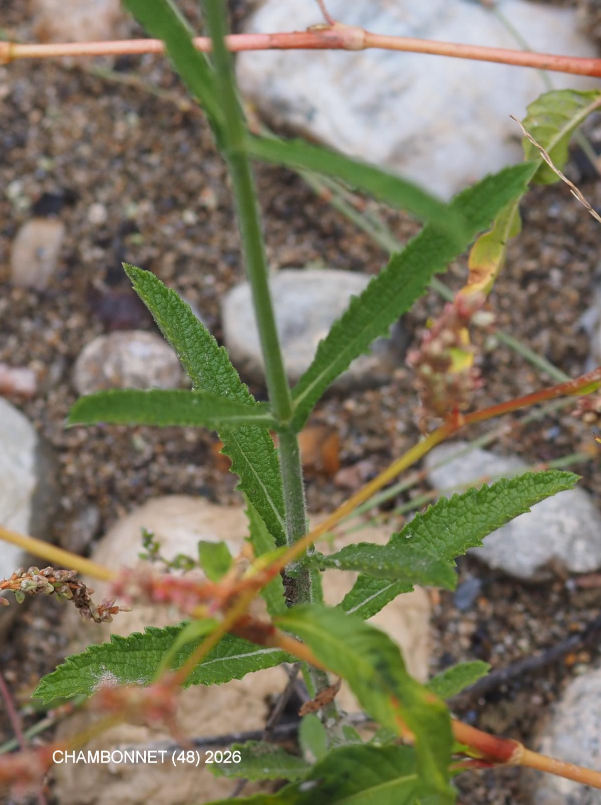 Vervain, Tall leaf